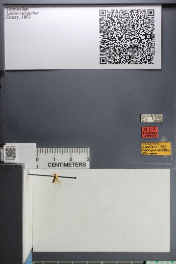 Media type: image;   Entomology 559800